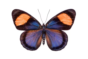 Photo sur Plexiglas Papillon Beau papillon coloré isolé sur blanc