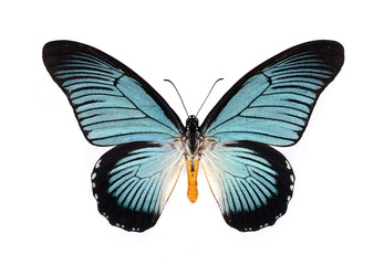 Beau papillon aux ailes cyan isolé sur blanc.