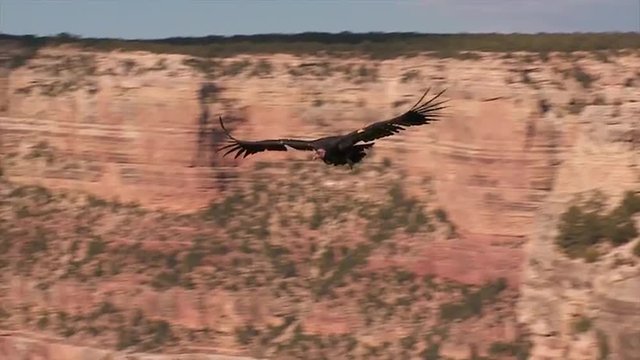 A condor soars over Grand Canyon National park.