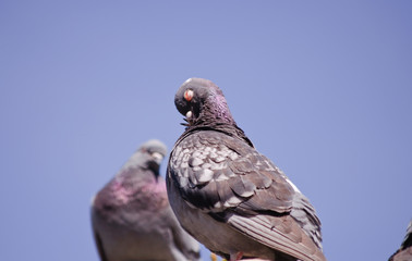 graue Tauben vor strahlend blauem Sommerhimmel bei der Gefiederpflege