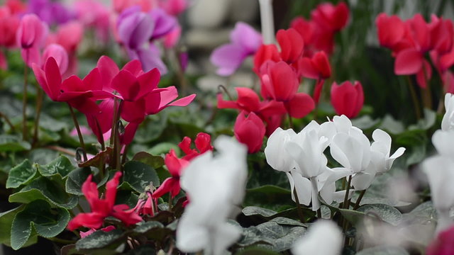 cyclamen in greenhouse