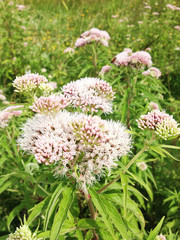 Flowers of valerian.