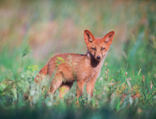 Red fox cub
