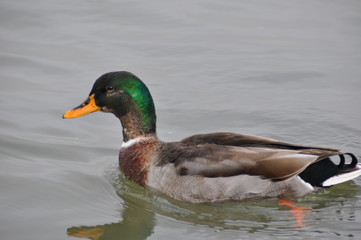 Obraz premium Duck