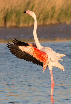 Flamingo with spread wings, Camargue, France