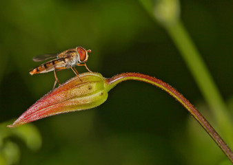 Fly