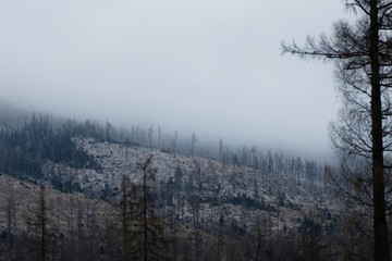 Pines texture in the fog