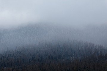 Fototapeta premium Pines texture in the fog