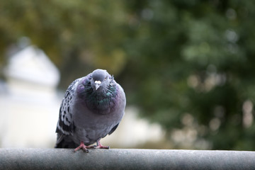 Pigeon grey is sitting on the crossbar.  Dove close up. City birds. Pigeons of the Church. The bird view. 