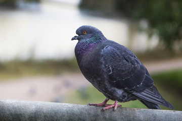 Beautiful  dove grey is sitting on the crossbar. Pigeon close up. City birds. Pigeons of the Church. The bird view. 