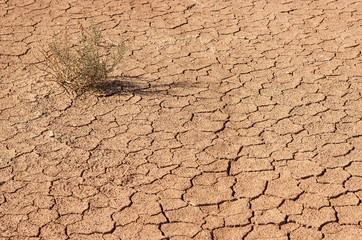 Dry plant breaks through the dry land in the Sahara desert