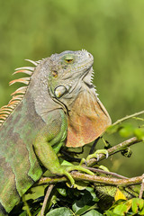 Green Iguana