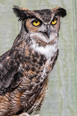Great Horned Owl (Bubo virginianus) (Controlled Setting, Rehabil
