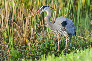 Great Blue Heron