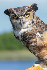 Great Horned Owl (Bubo virginianus) (Controlled Setting, Rehabil