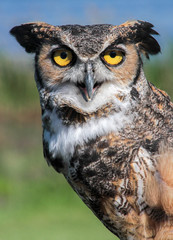 Great Horned Owl (Bubo virginianus) (Controlled Setting, Rehabil