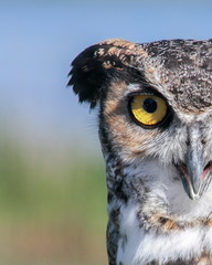 Obraz premium Great Horned Owl (Bubo virginianus) (Controlled Setting, Rehabil