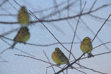 bird