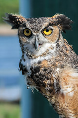 Great Horned Owl (Bubo virginianus) (Controlled Setting, Rehabil