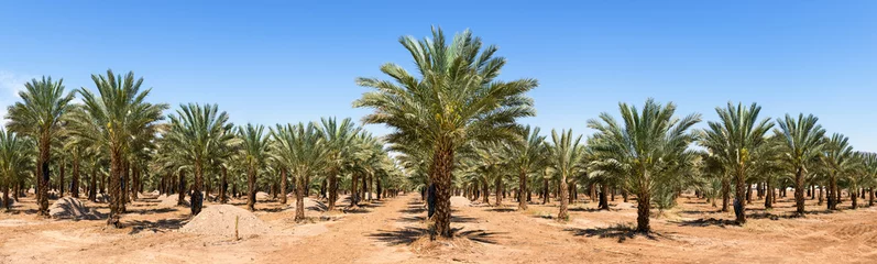 Fotobehang Palmboom Panoramisch zicht op plantage van dadelpalmen, woestijnlandbouw van het Midden-Oosten