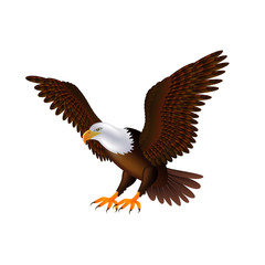 Obraz premium Flying eagle isolated on white vector