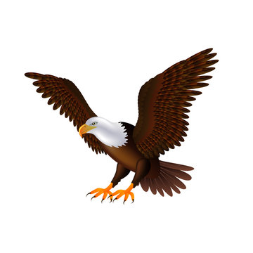 Flying eagle isolated on white vector