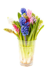the bouquet a hyacinth in a vase on a white background,
