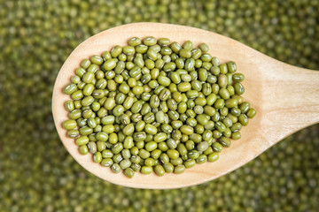 scoop of green beans seed on a blurry  pile of green bean seed.S