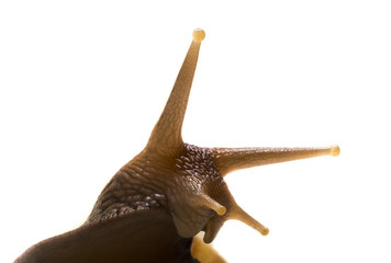 curious tree snail peeps out from behind cover on a white background