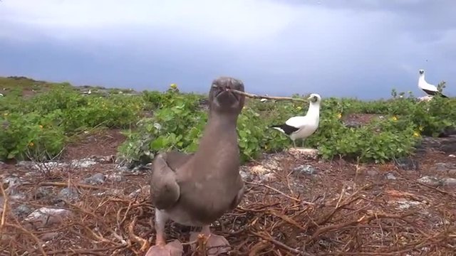 Red footed booby birds play in their nest.