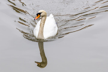 Fototapeta premium Schwan 