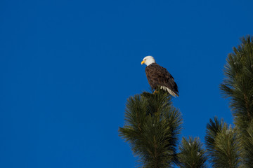 American Bald Eagle