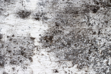 Fototapeta premium white concrete wall texture