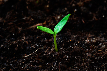Young sprout on soil