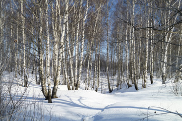 Fototapeta premium Winter landscape with white birch