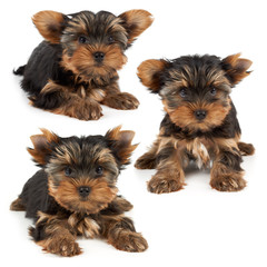 Three stages of haircut