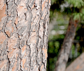 Trunk and maritime pine bark 