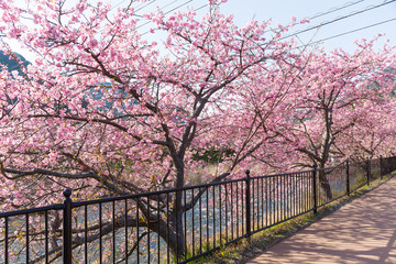 Sakura tree in Japan