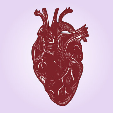 Human heart. Vector illustration. Drawing hands