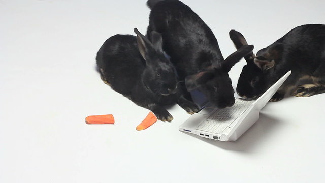 Near the notebook play small rabbits