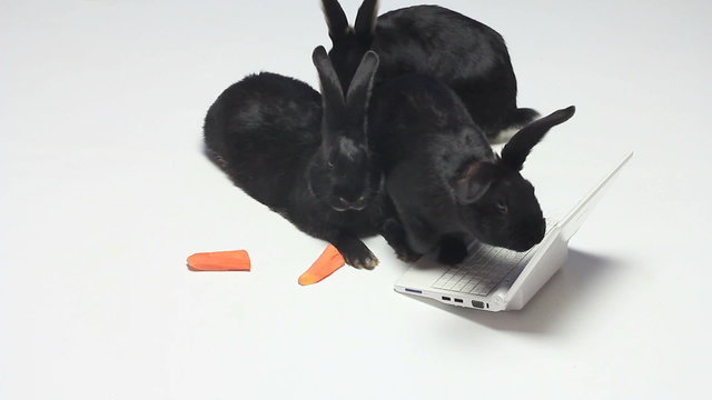 Rabbits are playing with a laptop