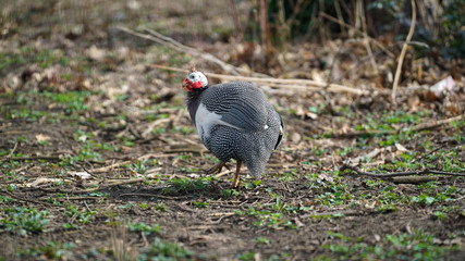 Guinea Fowl Profile Shot
