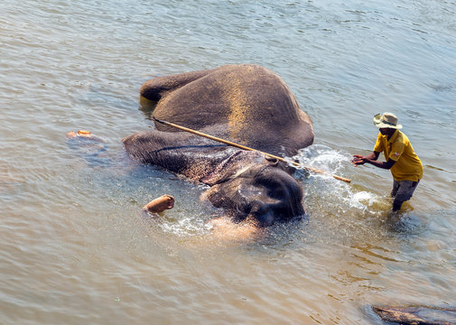Elepants Bathing in River Sri Lanka, Ceylon