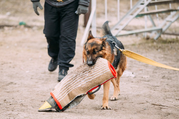 German Shepherd Dog training. Biting dog