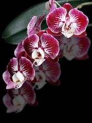 Orchid flower. Isolated 
