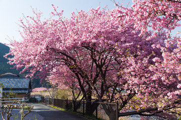 Beautiful sakura tree