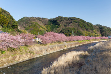 Fototapeta na wymiar Cherry blossom in kawazu