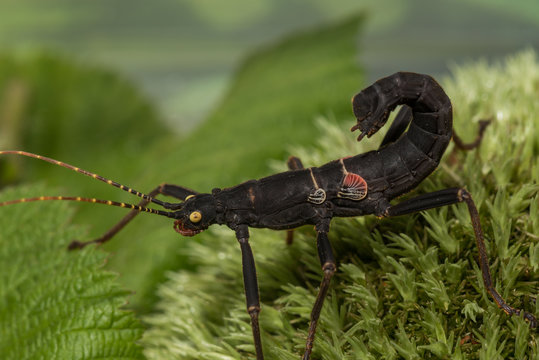 Peruphasma schultei (stick insect) on the leaf.