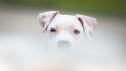 White American Staffordshire terrier puppy - copy space