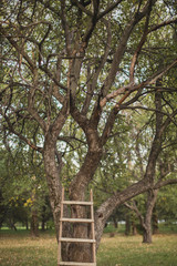 Fototapeta premium Wooden ladder near apple tree